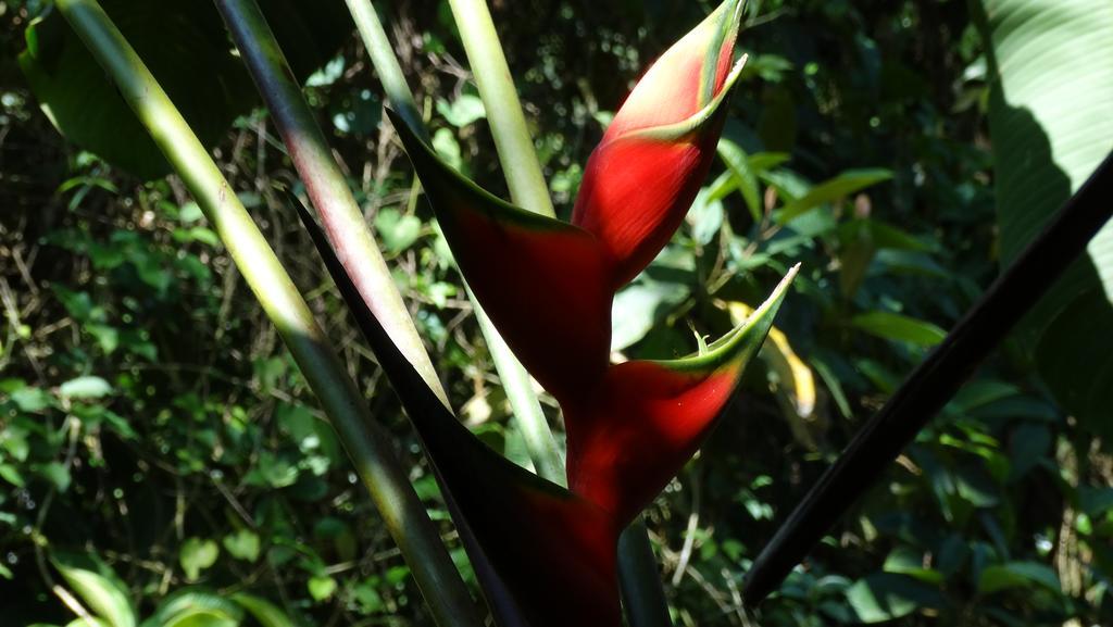 Chales Bangalos Itamambuca Ubatuba Dış mekan fotoğraf